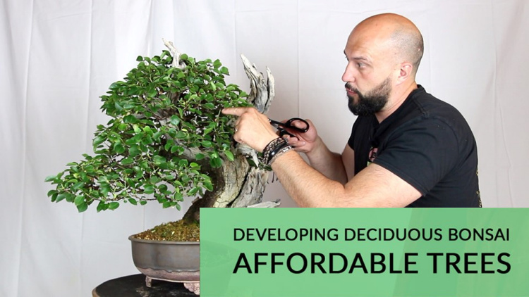 Bonsai Empire Mauro Stemberger